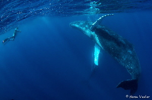 Amazing encounter with Humpback Whale in Tonga by Norm Vexler 